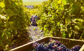 Vendanges 2021