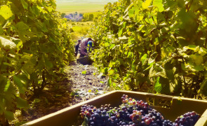 Grape harvest 2021