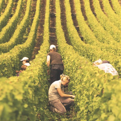 Grand Cru